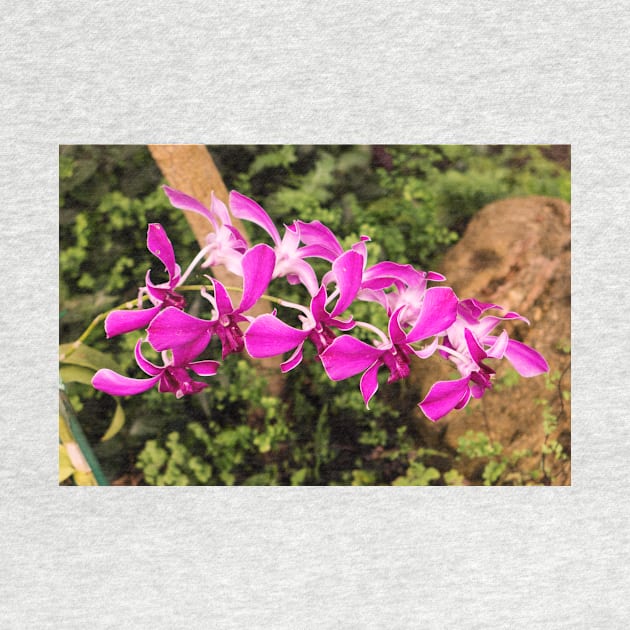Purple orchid by thadz